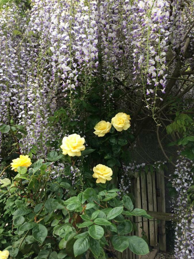 Country Garden House Holiday Homes バリマネー エクステリア 写真
